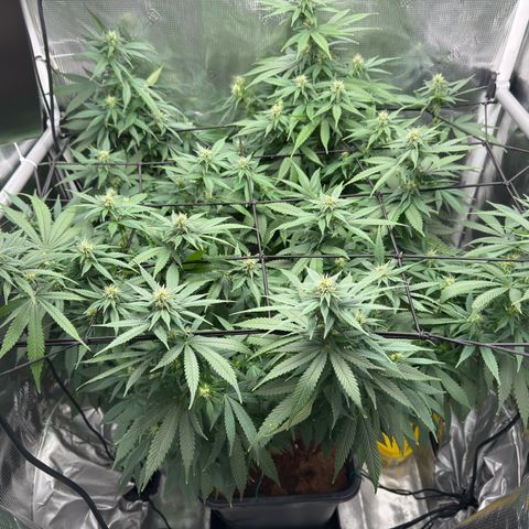 Vanilla Frosting growlog timeline photo