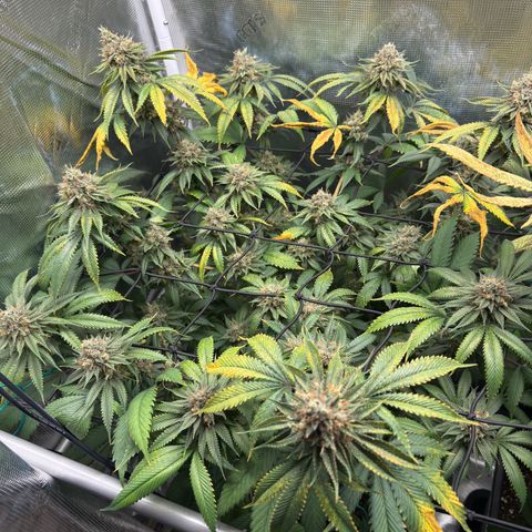 Tropicanna Banana growlog timeline photo