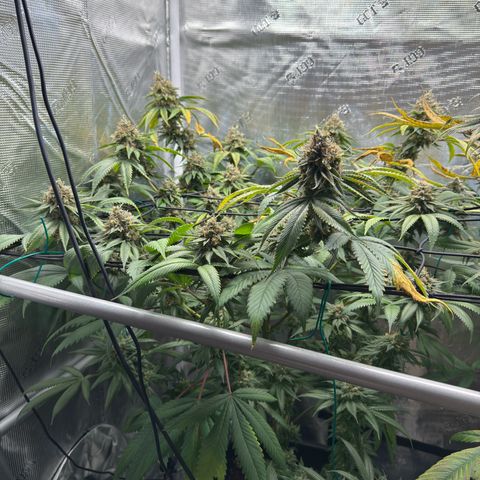 Tropicanna Banana growlog timeline photo