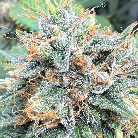 Tropicanna Banana growlog timeline photo