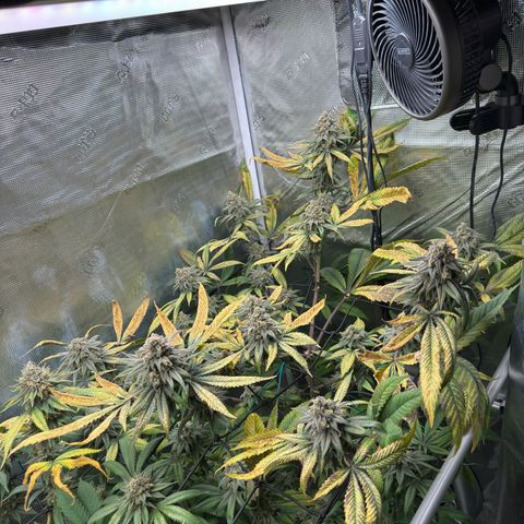 AK 47 growlog timeline photo