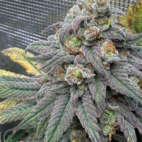 AK 47 growlog timeline photo