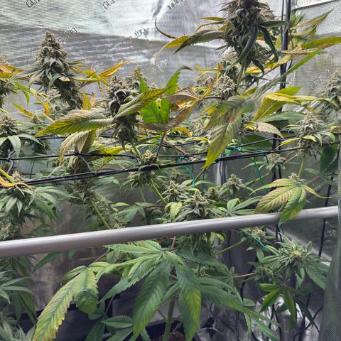 AK 47 growlog timeline photo