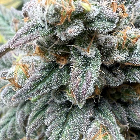 AK 47 growlog timeline photo