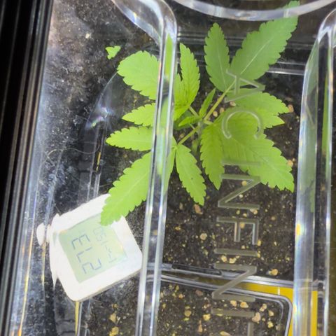 Chemdawg#1 growlog timeline photo