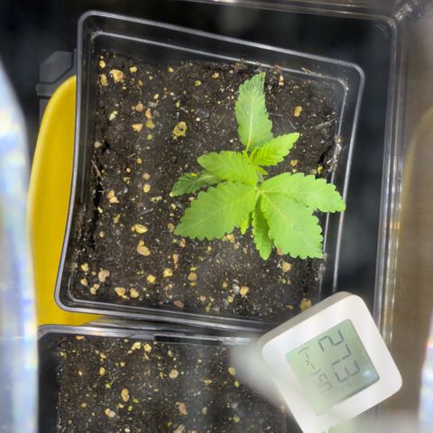Chemdawg#2 growlog timeline photo