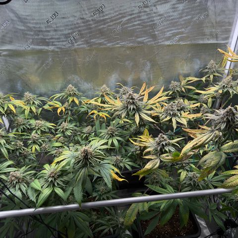 AK 47 growlog timeline photo