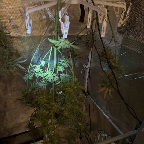 AK 47 growlog timeline photo