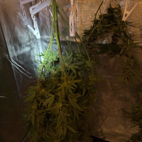Tropicanna Banana growlog timeline photo