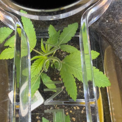 Chemdawg#1 growlog timeline photo