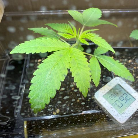 Chemdawg#1 growlog timeline photo
