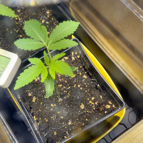 Chemdawg#2 growlog timeline photo
