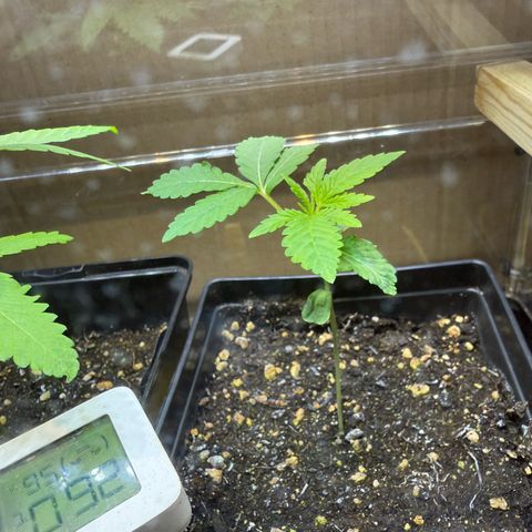 Chemdawg#2 growlog timeline photo