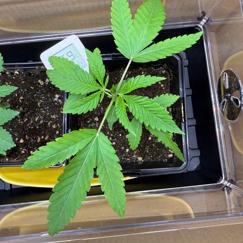 Chemdawg#1 growlog timeline photo