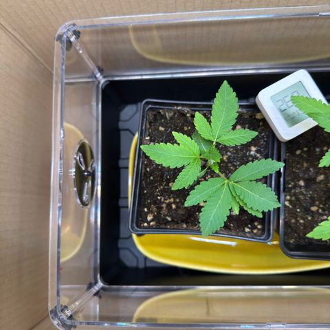 Chemdawg#2 growlog timeline photo