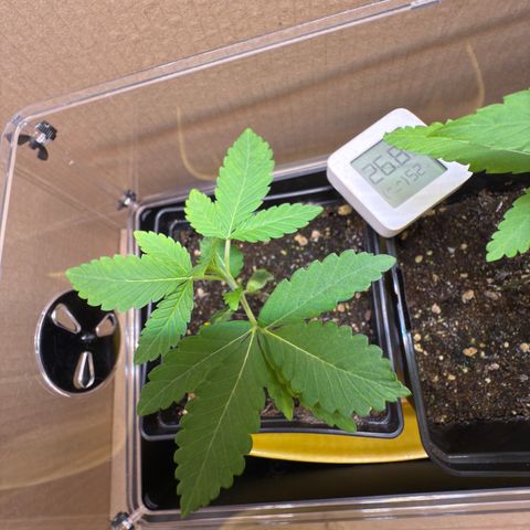 Chemdawg#2 growlog timeline photo