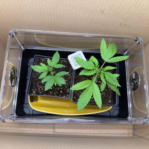 Chemdawg#2 growlog timeline photo