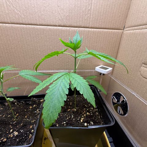 Chemdawg#1 growlog timeline photo