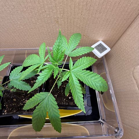 Chemdawg#1 growlog timeline photo