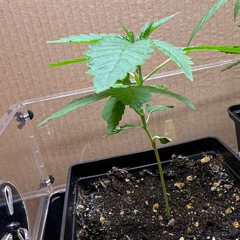 Chemdawg#2 growlog timeline photo