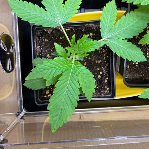 Chemdawg#2 growlog timeline photo