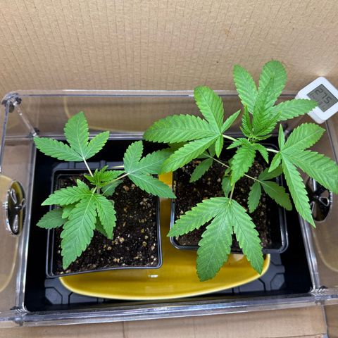 Chemdawg#2 growlog timeline photo