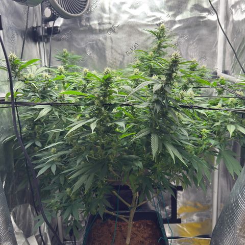 Vanilla Frosting growlog timeline photo