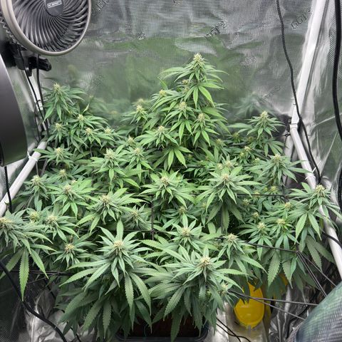Vanilla Frosting growlog timeline photo