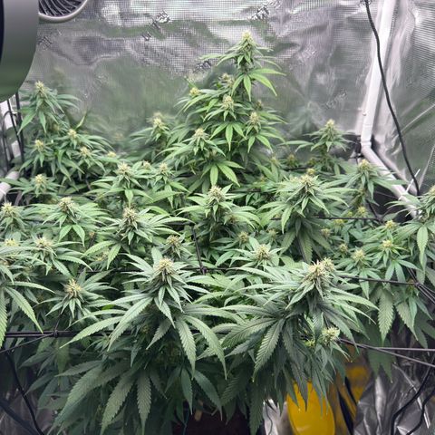 Vanilla Frosting growlog timeline photo