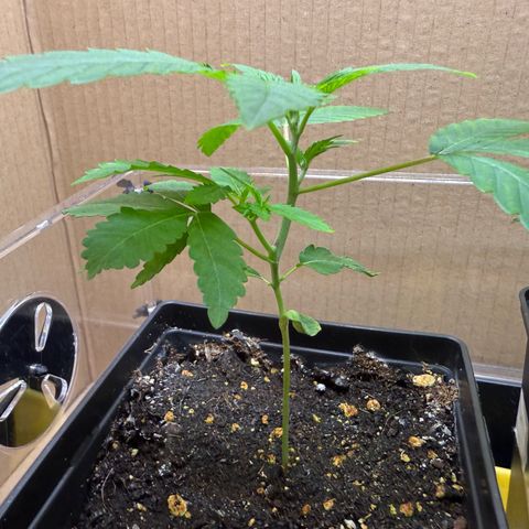 Chemdawg#2 growlog timeline photo