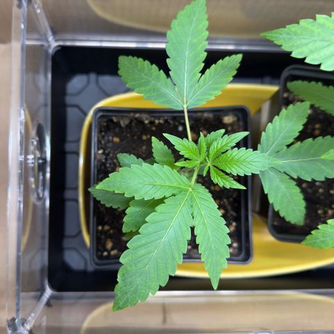 Chemdawg#2 growlog timeline photo