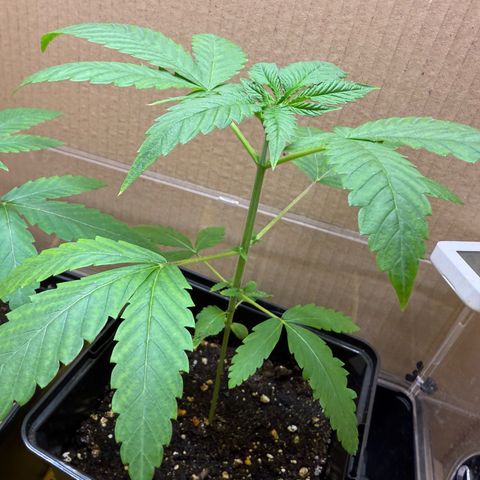 Chemdawg#1 growlog timeline photo