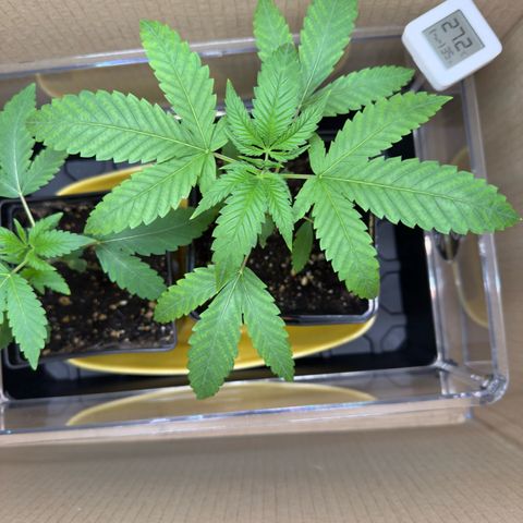 Chemdawg#1 growlog timeline photo