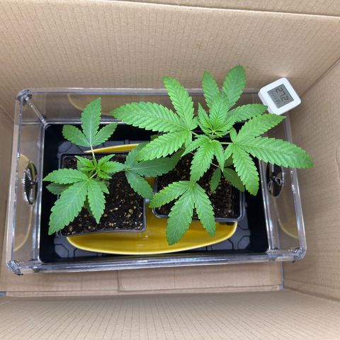Chemdawg#2 growlog timeline photo