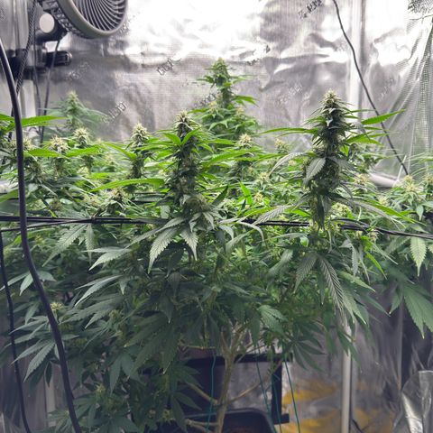 Vanilla Frosting growlog timeline photo