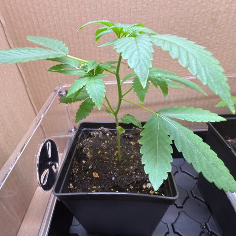 Chemdawg#2 growlog timeline photo