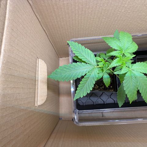 Chemdawg#2 growlog timeline photo