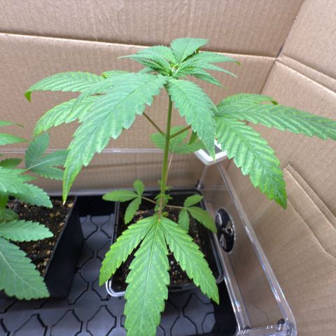 Chemdawg#1 growlog timeline photo