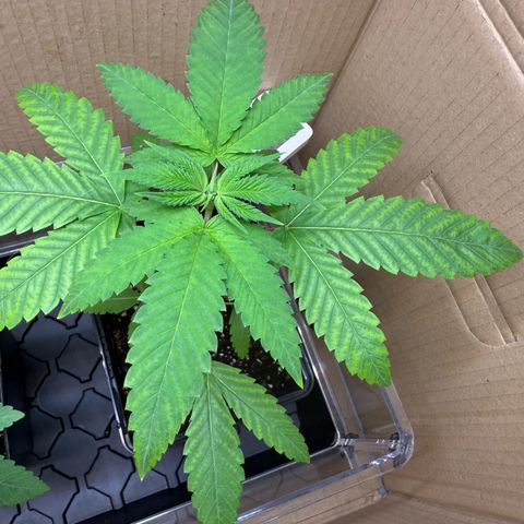Chemdawg#1 growlog timeline photo