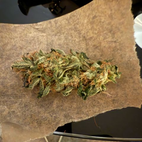 Tropicanna Banana growlog photo: Final weight 110 G. Dry buds.