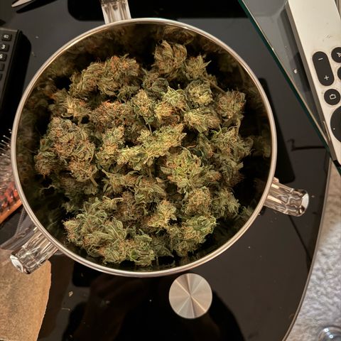 Tropicanna Banana growlog photo: Final weight 110 G. Dry buds.