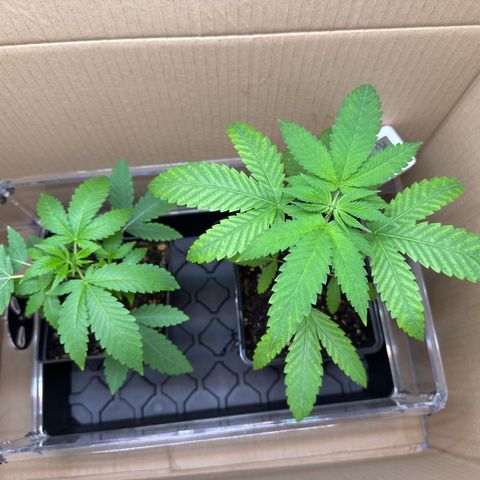 Chemdawg#2 growlog timeline photo