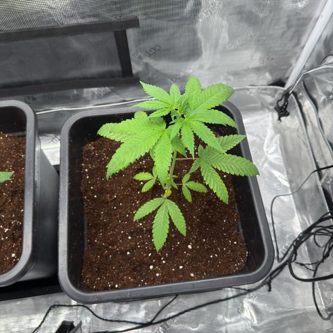 Chemdawg#1 growlog timeline photo