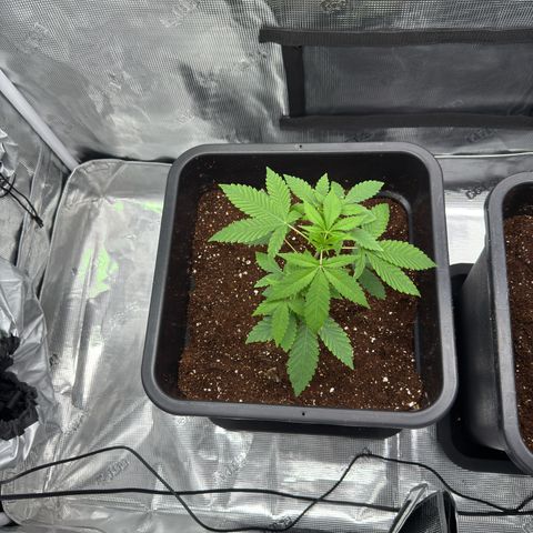 Chemdawg#2 growlog timeline photo