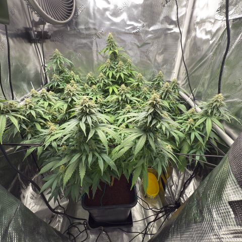 Vanilla Frosting growlog timeline photo