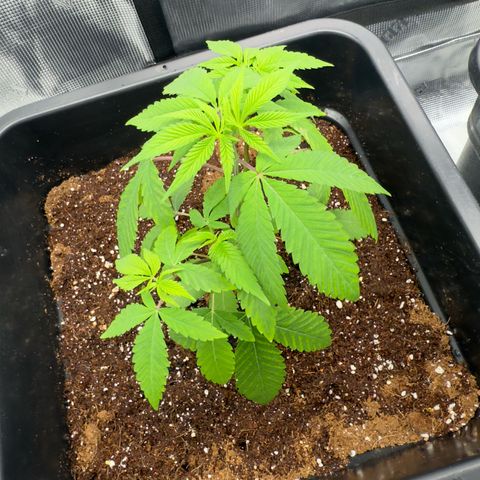 Chemdawg#2 growlog timeline photo