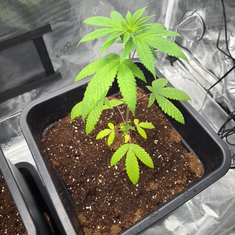 Chemdawg#1 growlog timeline photo