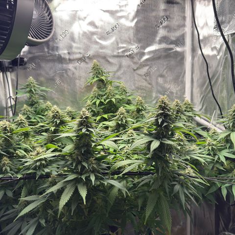Vanilla Frosting growlog timeline photo