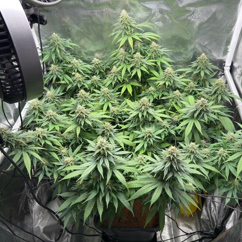 Vanilla Frosting growlog timeline photo