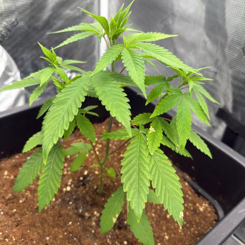 Chemdawg#2 growlog timeline photo